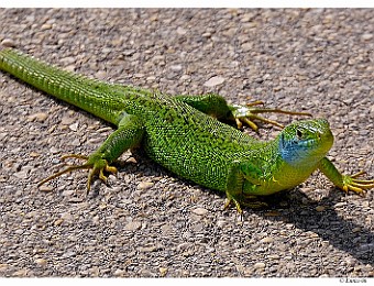 Animali 005